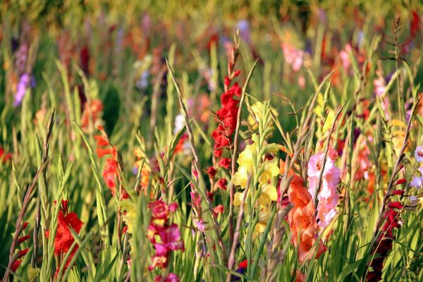 劍蘭（唐菖蒲、Gladiolus spp.）：圖片 4