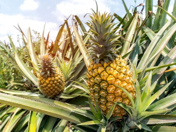 鳳梨（Pineapple）：圖片 4