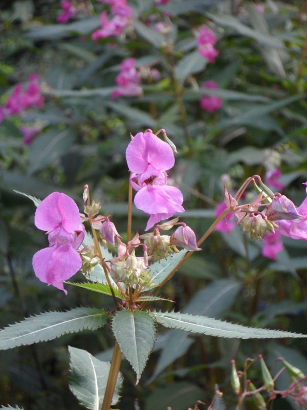 鳳仙花（Impatiens）：圖片 4