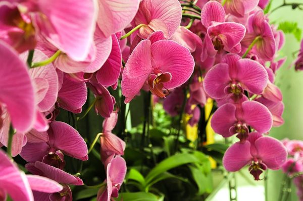 蝴蝶蘭（Phalaenopsis）：圖片 4