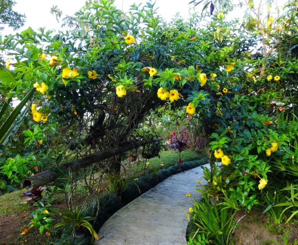 蔓性黃蟬（Allamanda cathartica）：圖片 4