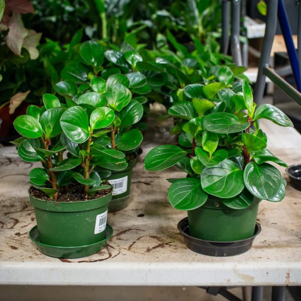 圓葉椒草（Peperomia obtusifolia）：圖片 4