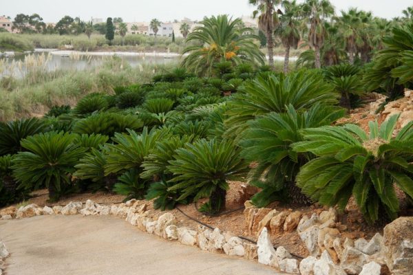 蘇鐵（鐵樹、Cycas revoluta）：圖片 4