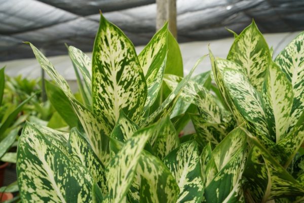 黛粉葉（Dieffenbachia spp.）：圖片 2