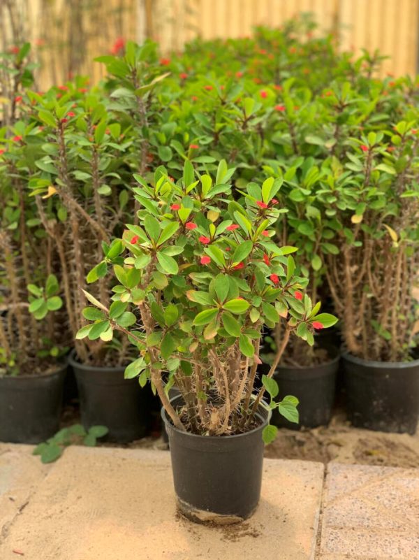 麒麟花（虎刺梅、Euphorbia milii）：圖片 4
