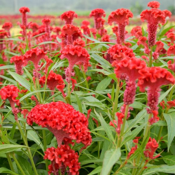 雞冠花（Celosia argentea）：圖片 4