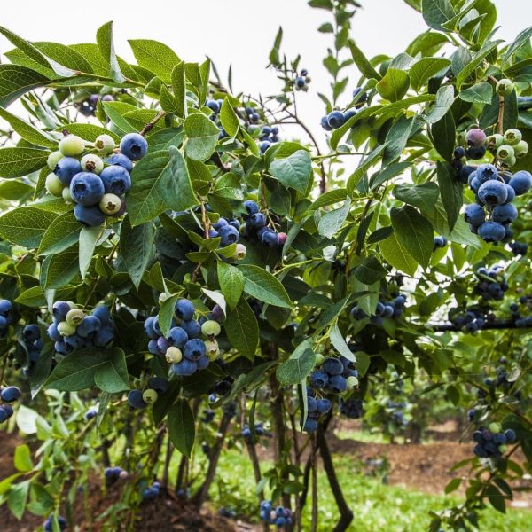 藍莓（Vaccinium spp.）：圖片 4