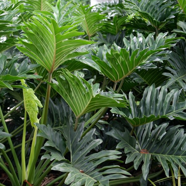羽裂蔓綠絨（Lacy Tree Philodendron）：圖片 4