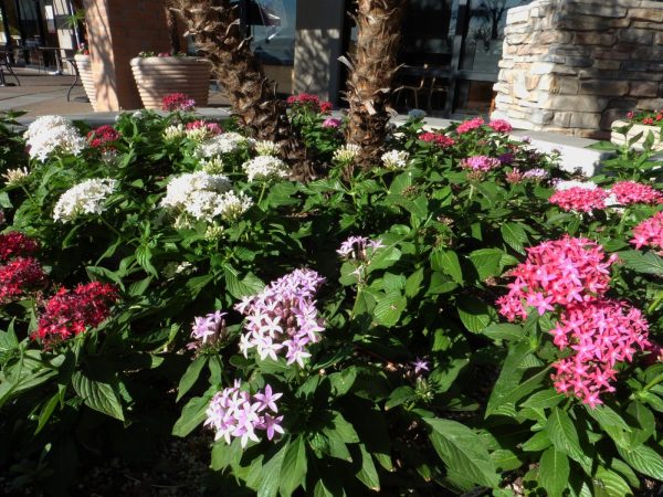 繁星花（Pentas lanceolata）：圖片 4