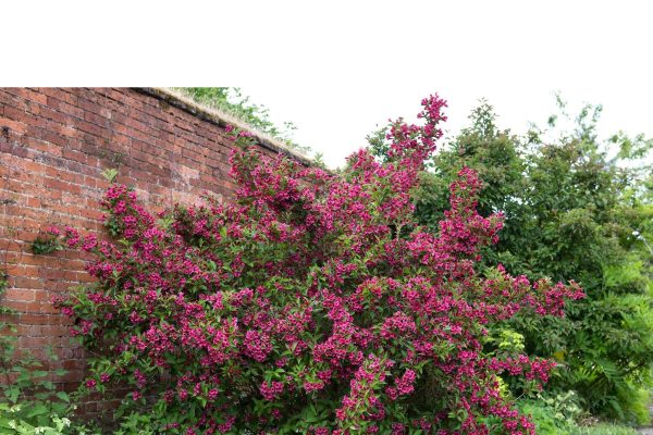 錦帶花（Weigela florida）：圖片 4