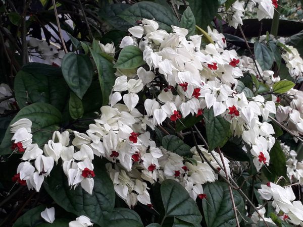 龍吐珠（Clerodendrum thomsoniae）：圖片 4