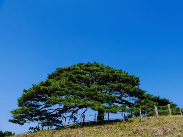羅漢松（Podocarpus macrophyllus）：圖片 4