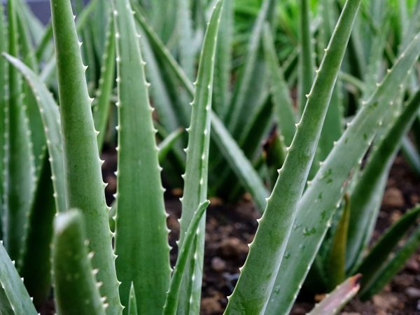 蘆薈（Aloe vera）：圖片 2