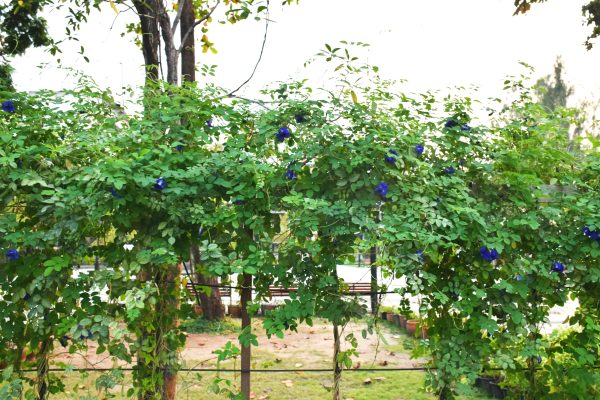 蝶豆花（Clitoria ternatea）：圖片 4