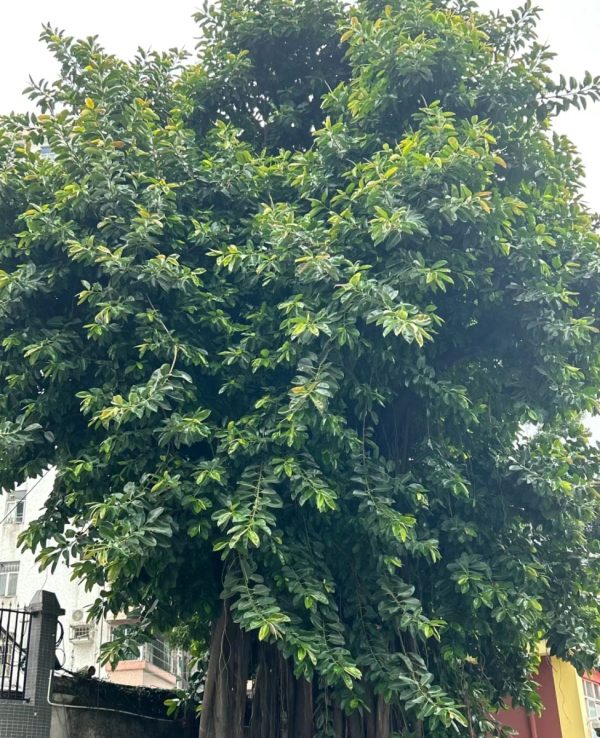 橡皮樹（橡膠樹、Ficus elastica）：圖片 4