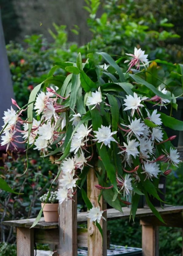 曇花（Epiphyllum oxypetalum）：圖片 4