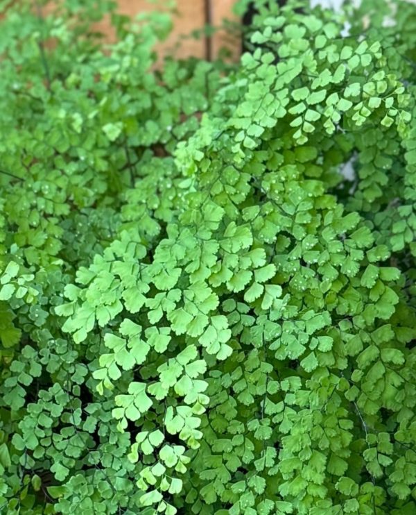 鐵線蕨（Adiantum spp.）：圖片 4
