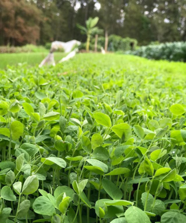 豌豆苗 （Pea Shoots）：圖片 4