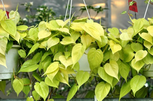 蔓綠絨（Philodendron spp.）：圖片 4