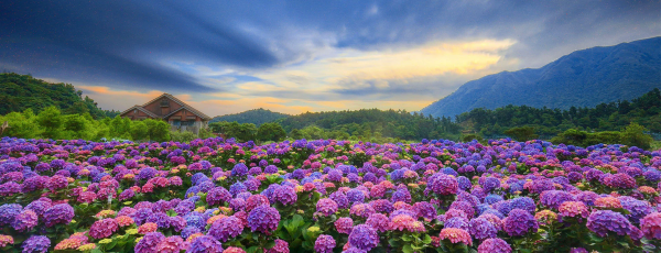 繡球花（八仙花、Hydrangea macrophylla）：圖片 4