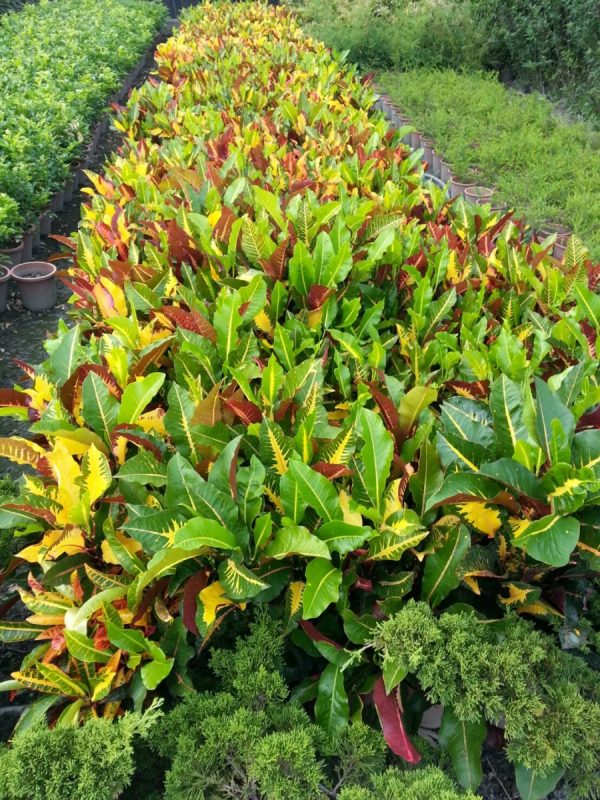 變葉木（Codiaeum variegatum）：圖片 4