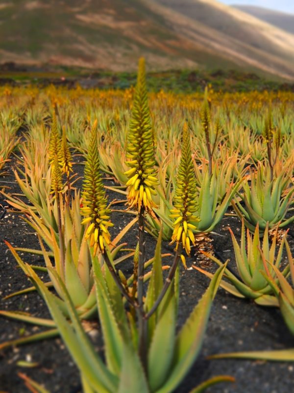 蘆薈（Aloe vera）：圖片 4