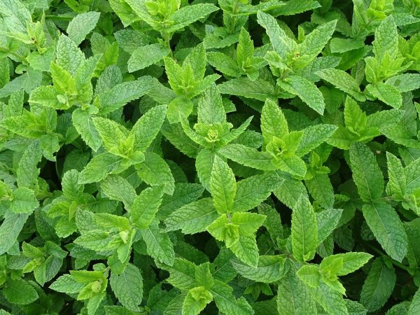 薄荷（Mint）：圖片 4