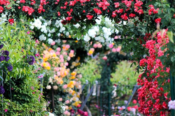 薔薇（multiflora rose）：圖片 4