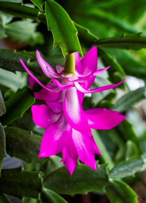 螃蟹蘭（Schlumbergera spp.）：圖片 2
