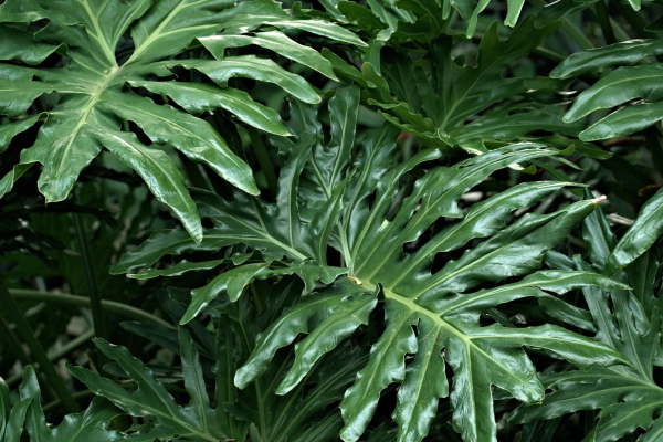 羽裂蔓綠絨（Lacy Tree Philodendron）：圖片 2