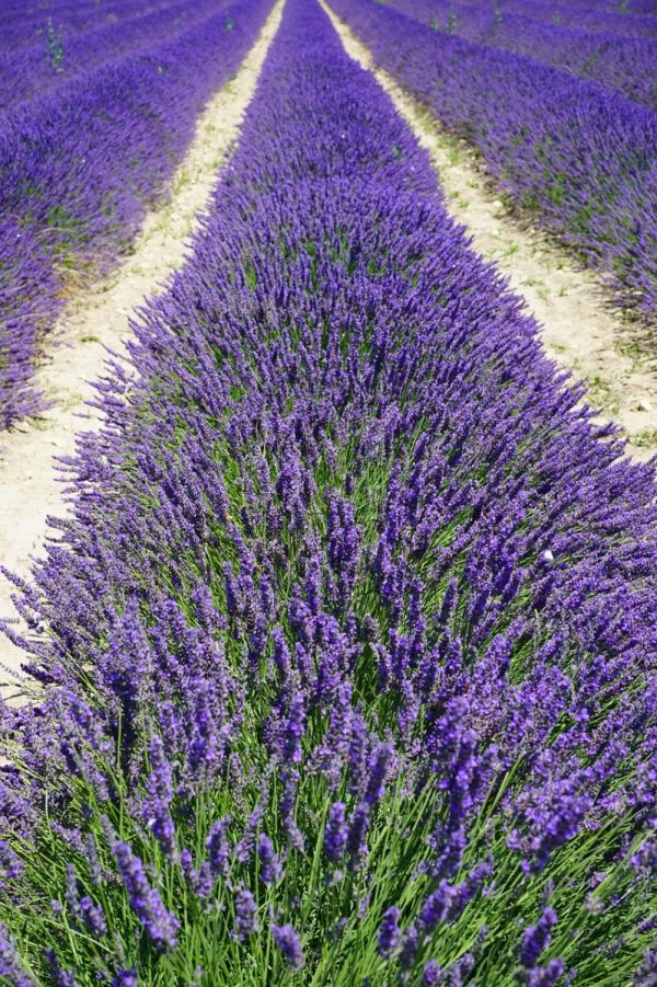 薰衣草（Lavandula）：圖片 4