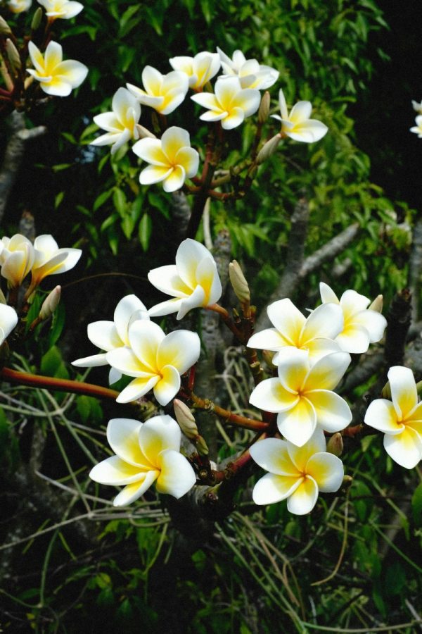 雞蛋花（Plumeria spp.）：圖片 4