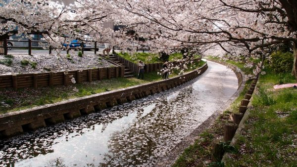 櫻花（Prunus spp.）：圖片 4
