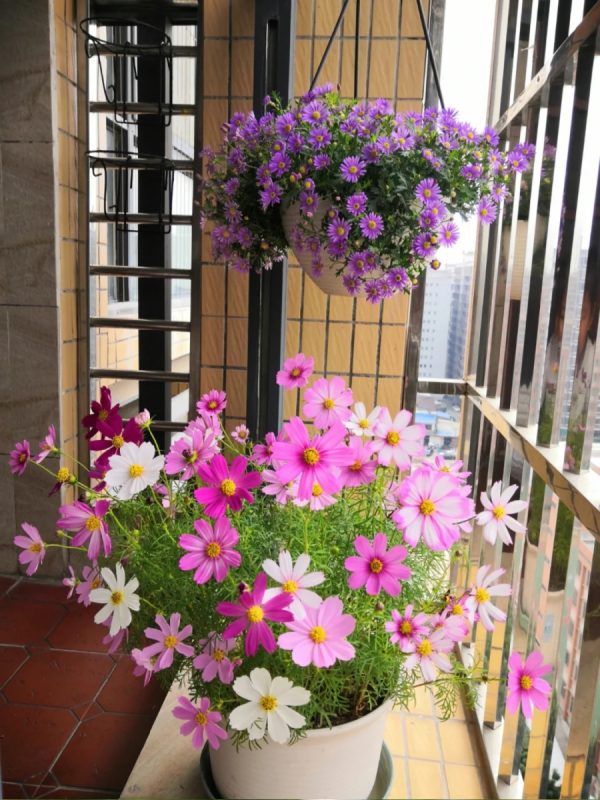 大波斯菊（Gazania rigens）：圖片 3