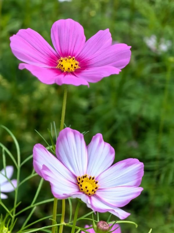大波斯菊（Gazania rigens）：圖片 2