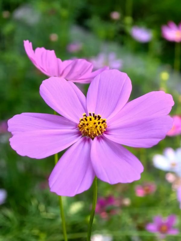 大波斯菊（Gazania rigens）