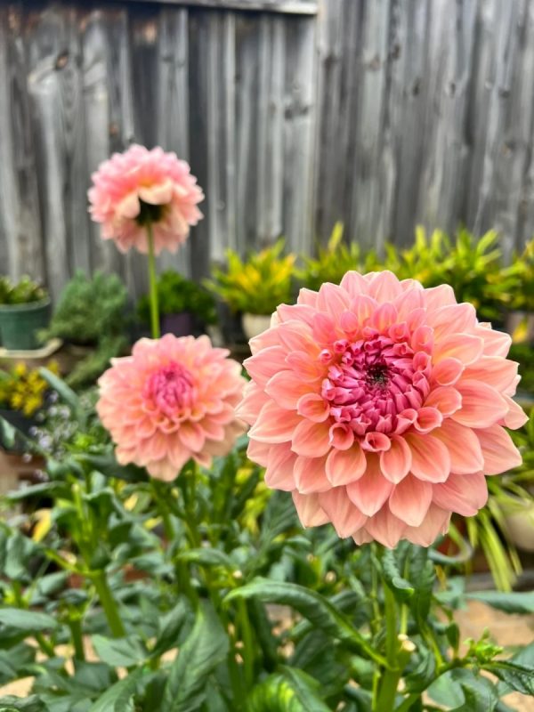 大理花（大麗花、Dahlia）：圖片 2