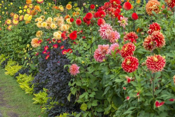 大理花（大麗花、Dahlia）：圖片 4