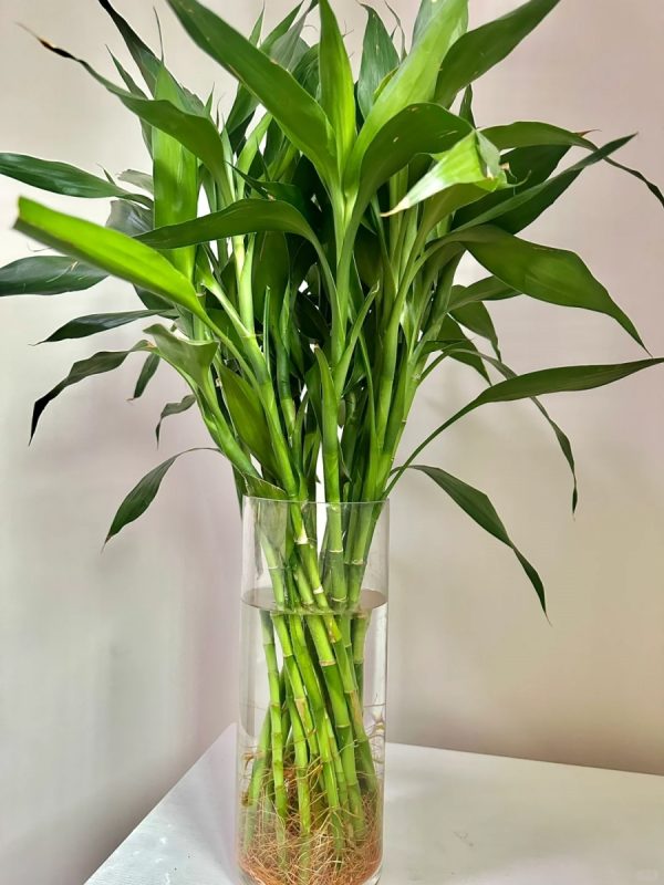 富貴竹 （開運竹、Dracaena Sanderiana）：圖片 3