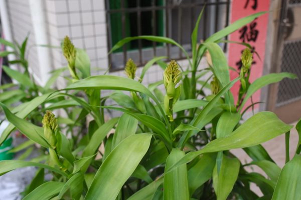 富貴竹 （開運竹、Dracaena Sanderiana）：圖片 4