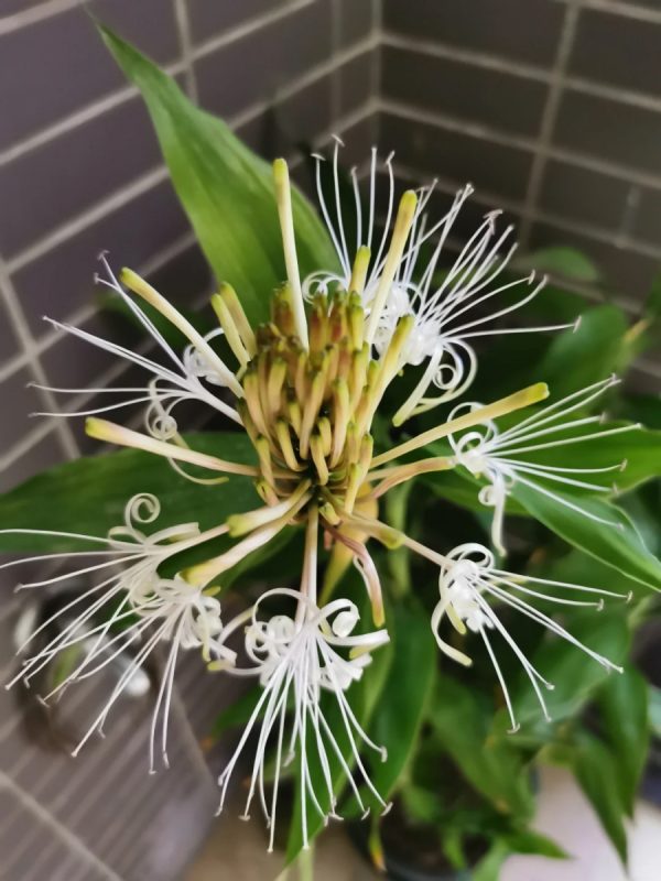 富貴竹 （開運竹、Dracaena Sanderiana）：圖片 2