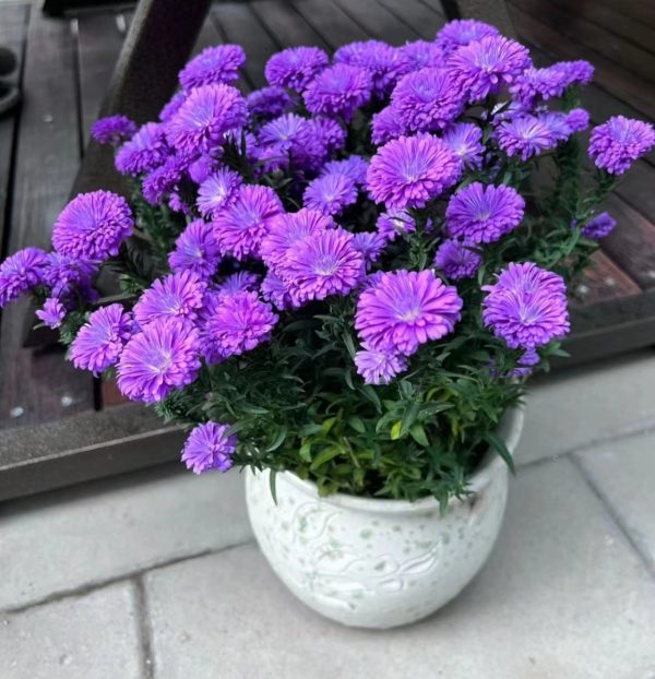 翠菊（Aster tataricus）：圖片 3