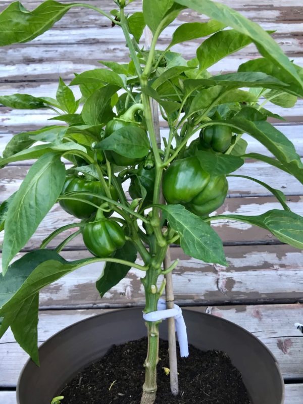 甜椒 （Bell Pepper）：圖片 2