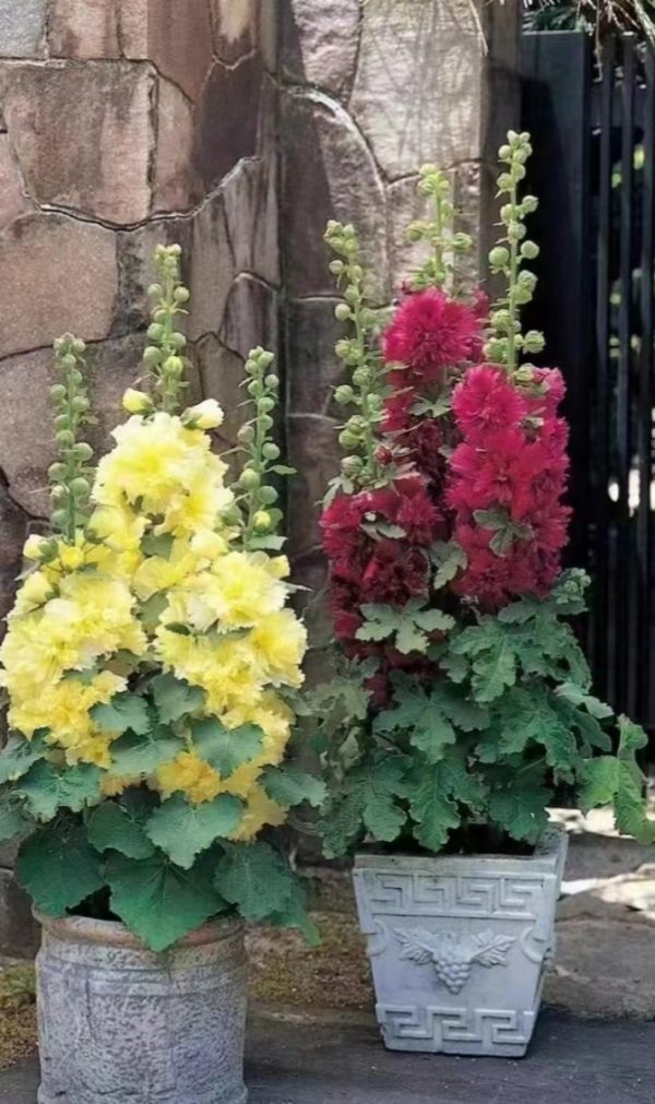 蜀葵（Alcea rosea）：圖片 3