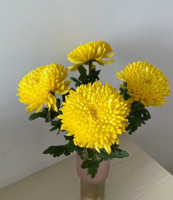 菊花（Chrysanthemum spp.）：圖片 3