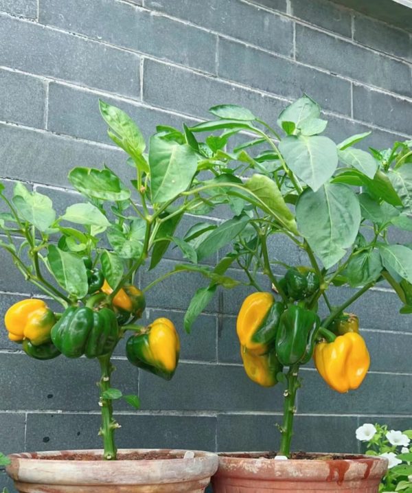 甜椒 （Bell Pepper）：圖片 3