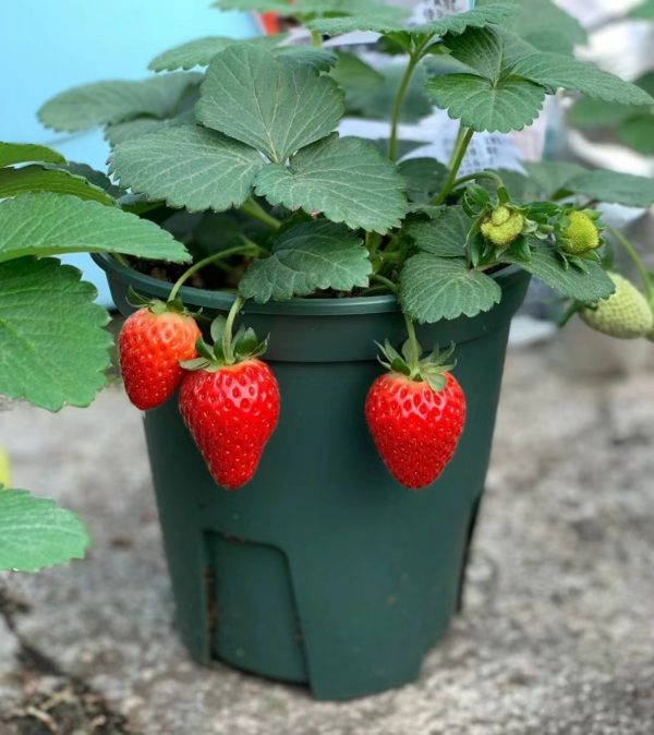 草莓（Strawberry）：圖片 3