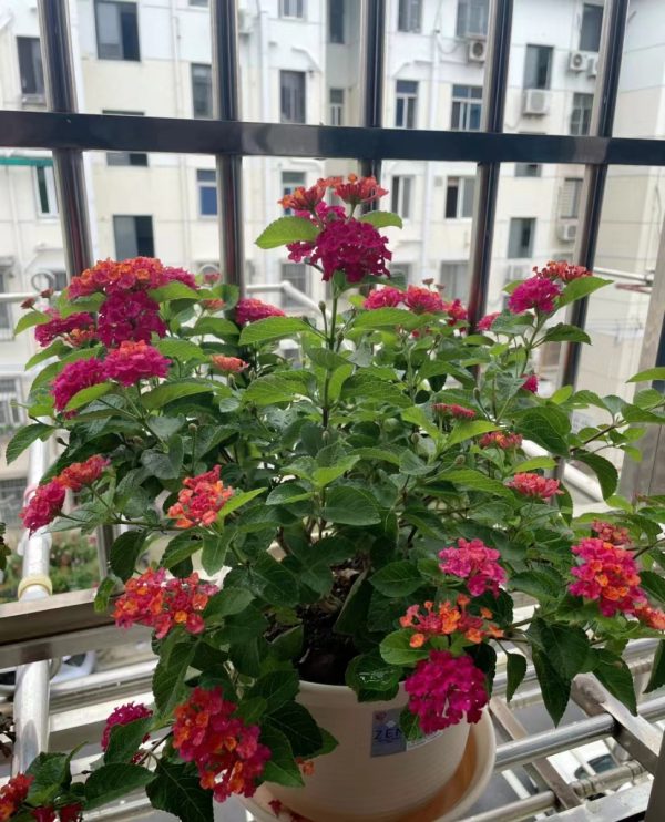 馬纓丹（Lantana camara）：圖片 3