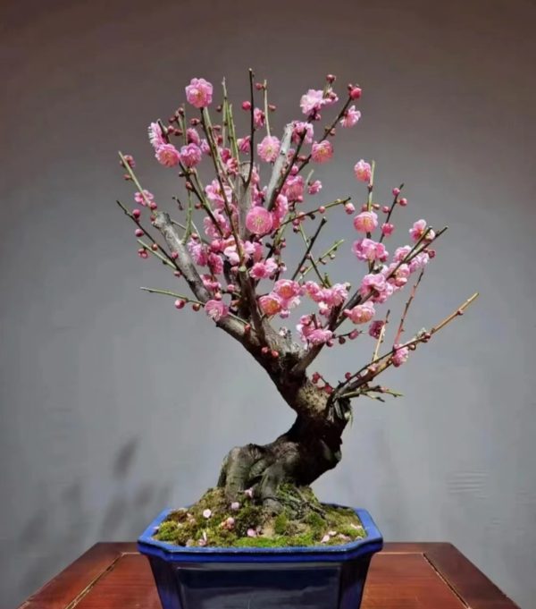 梅花（Prunus mume）：圖片 3