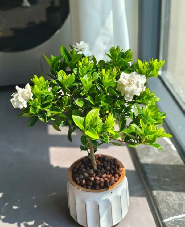 梔子花（Gardenia jasminoides）：圖片 3